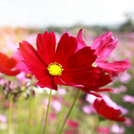 Red Cosmos Flower Seeds
