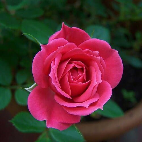 Pink Giant Rose Flower Seeds