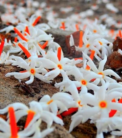 White Harsingar Flower Seeds