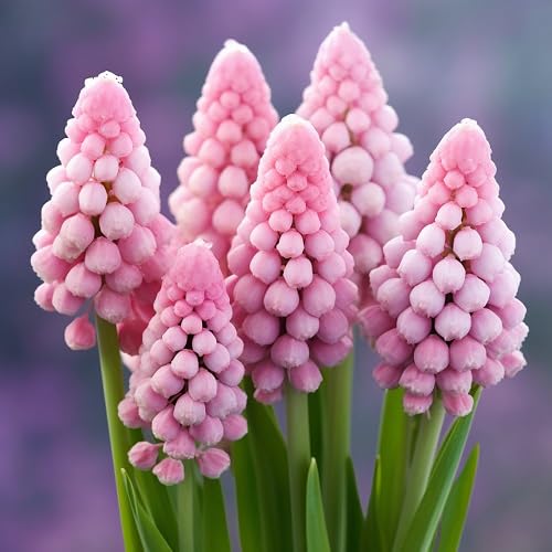 pink armeniacum flower seeds