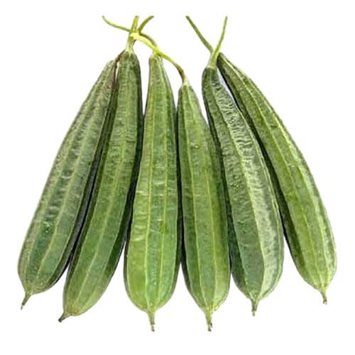 Green Ridge Gourd Vegetable Seeds Heirloom, Non-GMO for Home Garden Planting