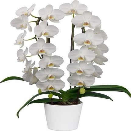 White Orchids Flower Seeds