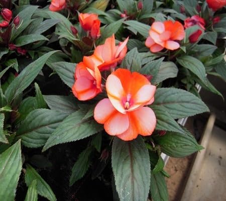 orange impatiens flower seeds