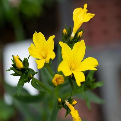 Yellow Linum Flavum Flower Seeds