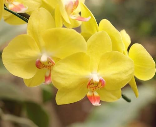 Yellow Orchid Flower Seeds