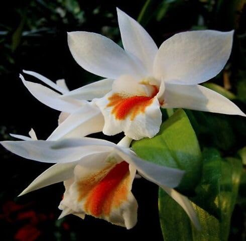 White Orange Orchid Flower Seeds