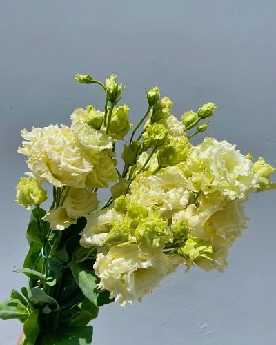 Yellow Eustoma Flower Seeds