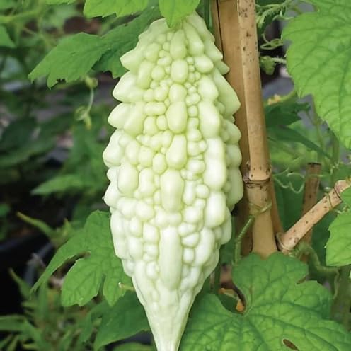 Bitter Gourd vegetable seeds for Home Gardening, Healthy Seasonal Vegetable Planting for kitchen garden planting