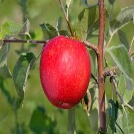 Apple Red fruit seeds for organic garden planting