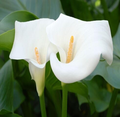White Calla Flower Seeds