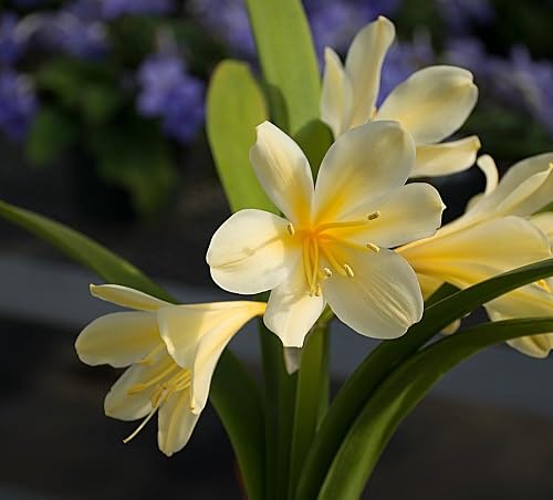 Yellow Clivia Flower Seeds