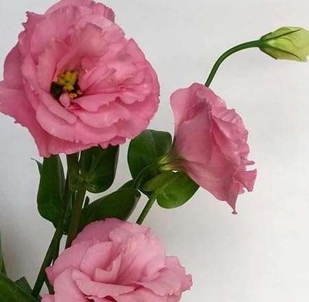 Pink Lisianthus Flower Seeds