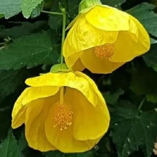 Yellow Lantern Hibiscus Flower Seeds
