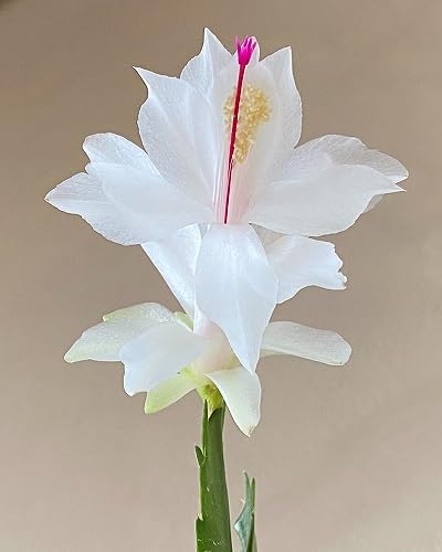 White Schlumbera Flower Seeds