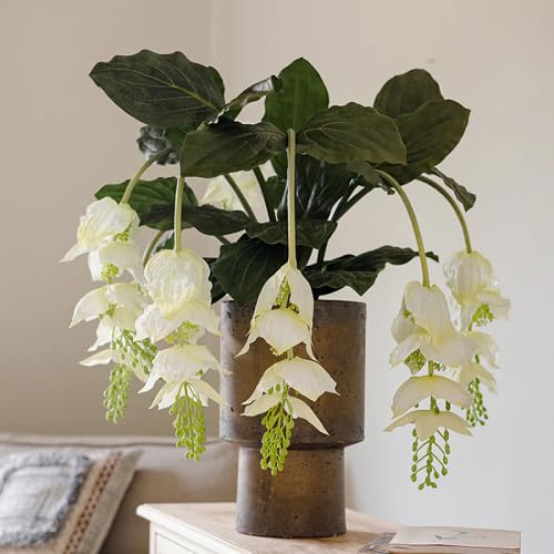white medinilla magnifica flower