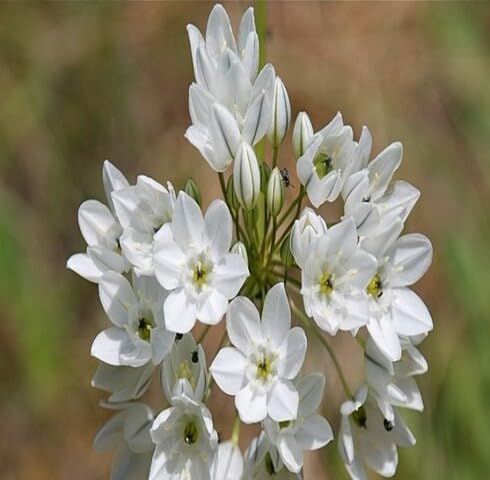 White Brodiaea Flower Seeds