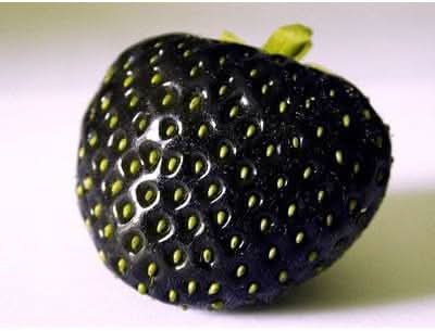 Strawberry Fruit For Cultivating Juicy Red Berries For Kitchen Sowing Natural Fruit Seeds