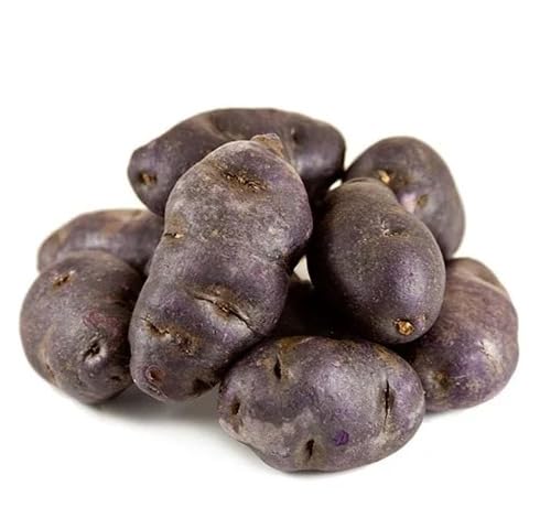 Purple Giant Potato vegetable seeds for Home Gardening, Fast Growing Home Garden Variety for kitchen garden planting