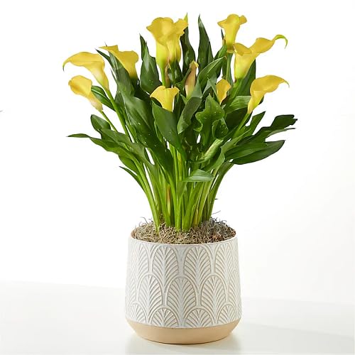 Yellow Calla Lily Flower Seeds