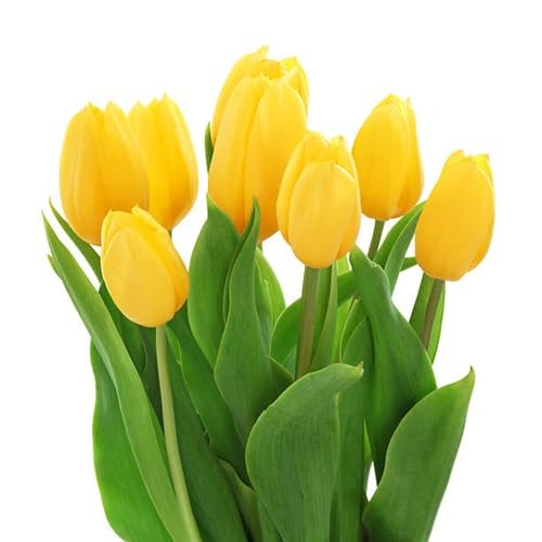 Yellow pc Tulip Flower Seeds