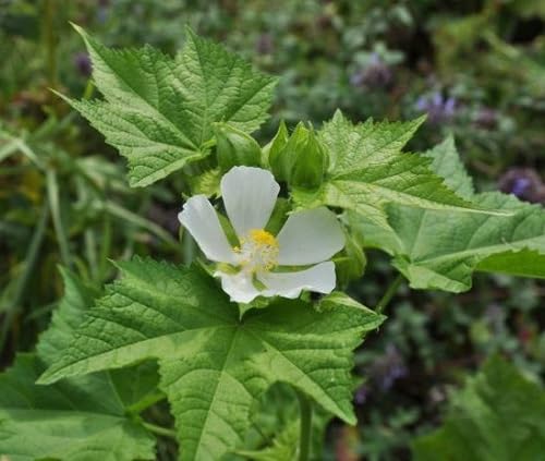 White Kitaibelia Vitifolia Flower Seeds