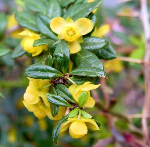 Yellow Frikartii Flower Seeds