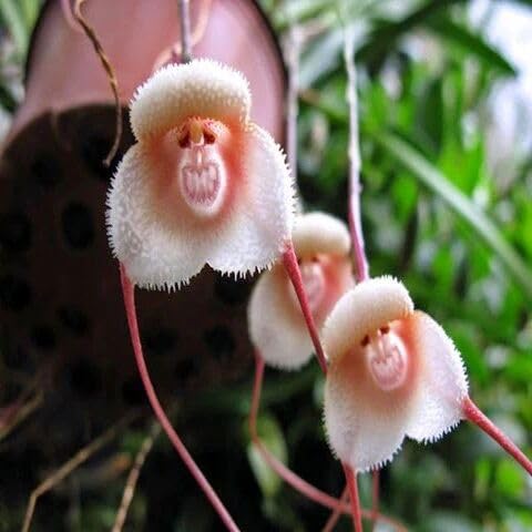 Monkey Face Orchid Plant Seeds Heirloom Non GMO High Germination Organic Garden Seeds for Colorful