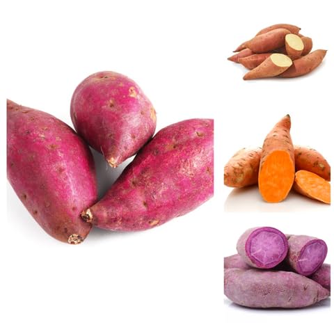 Mixed SweetPotato vegetable seeds vegetable seeds for Home Gardening, Natural Home Farming Choice for kitchen garden planting