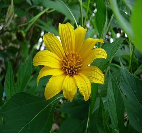 Tithonia Flower Seeds
