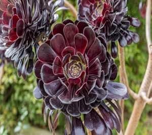 Aeonium Flower Seeds