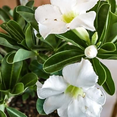 white adenium obesum flower