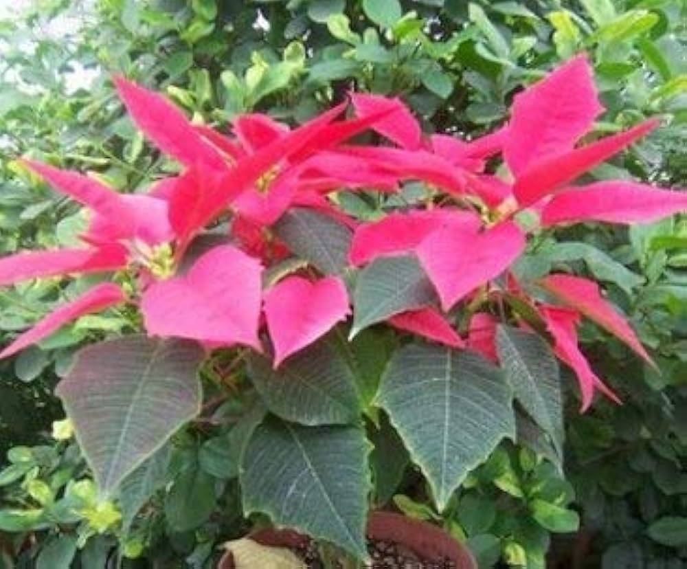 euphorbia pulcherrima flower bed Fruit Seeds