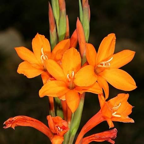 Watsonia Flower Seeds