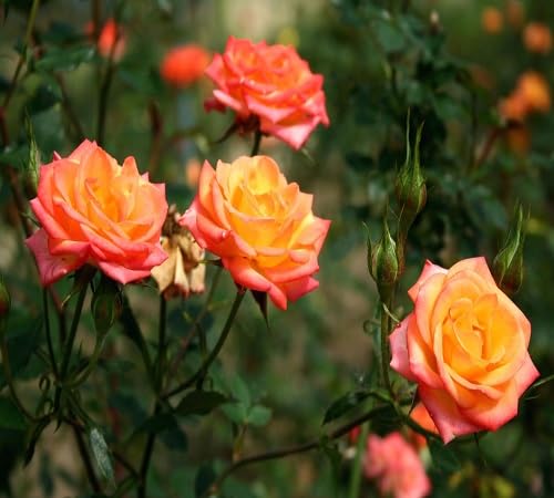 Orange Rose Flower Seeds