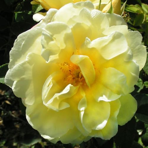 Yellow Rosa Rugosa Flower Seeds