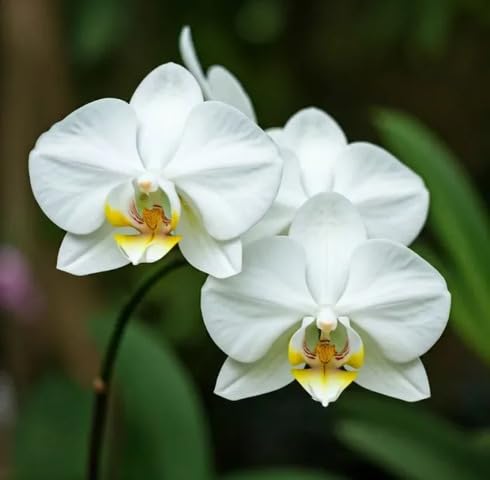 White Phalaenopsis Orchid Flowers Seeds