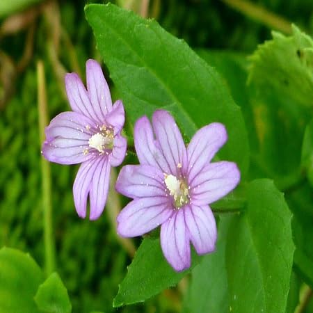 epilobium Flower Seeds
