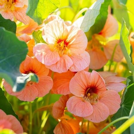 Nasturium Flower Seeds