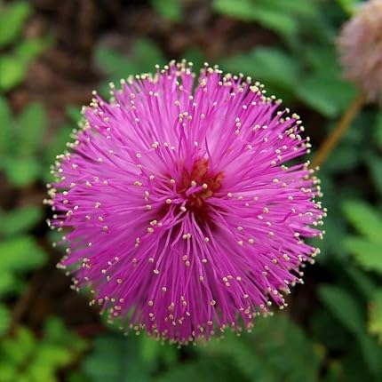 Purple Mimosa Flower Seeds