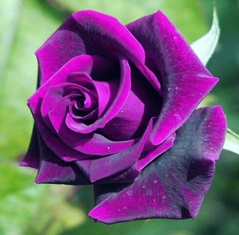 Violet Rose Flower Seeds