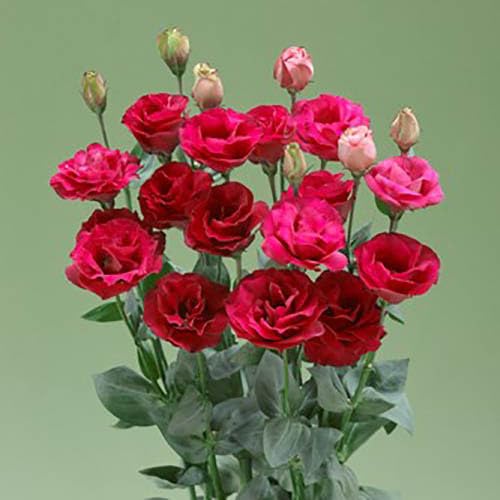 Pink Lisianthus Flower Seeds