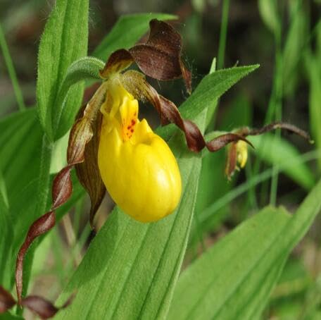 Yellow Cypripedium Flower Seeds