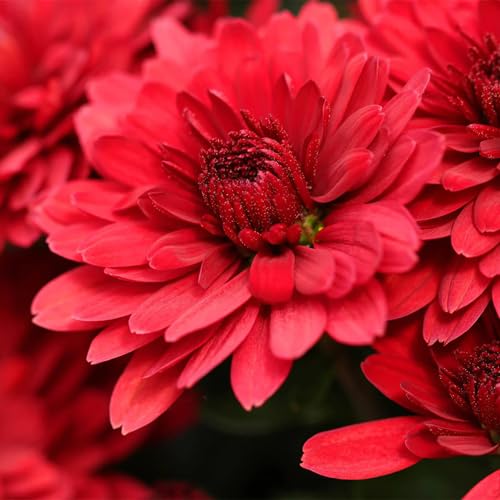 red chrysanthemum flower seeds