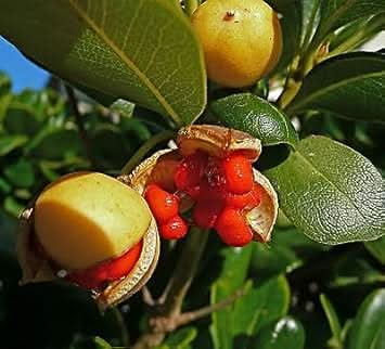 pitosforo pittosporum tobira fruit for planting beautiful home gardens heirloom and gmo free Fruit seeds