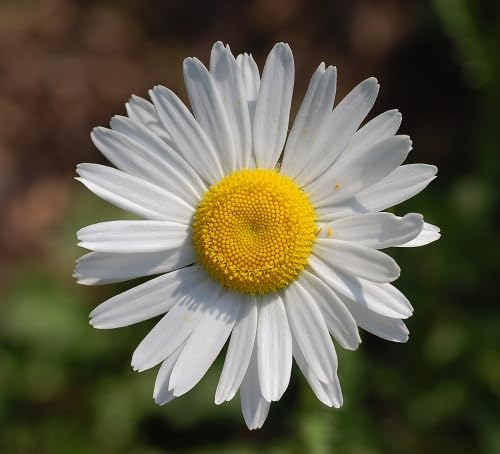 Pyrethrum Daisy Flower Seeds