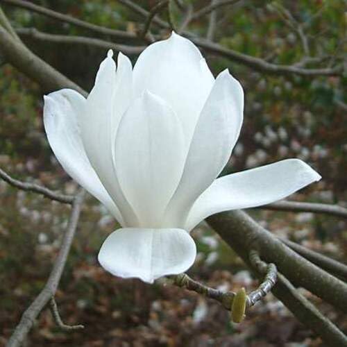 White Yulan Flower Seeds