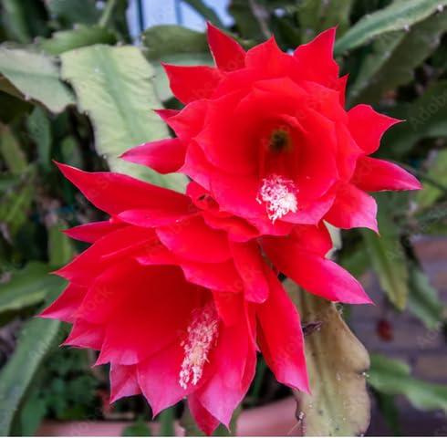 Red Epiphyllum Cactus Flower Seeds