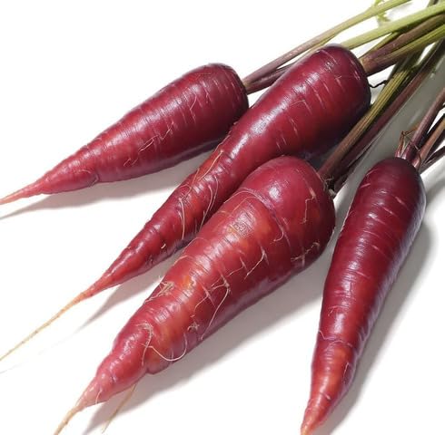 Purple Carrot . vegetable seeds - Heirloom, Organic, Non Gmo Garden Seeds for kitchen garden planting