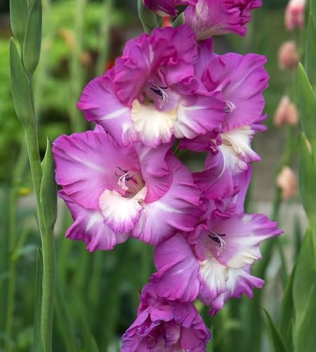 Pink White Gladiolus Flower Seeds