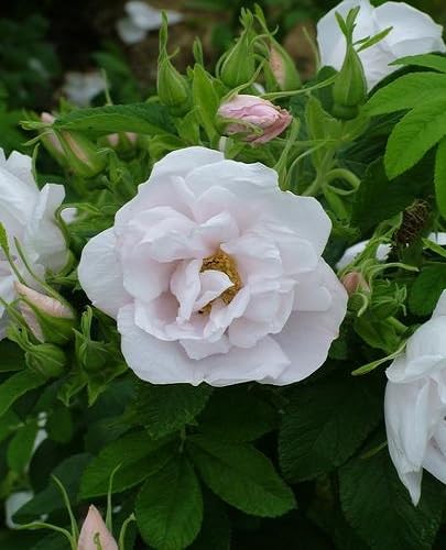 Rugosa Flower Seeds